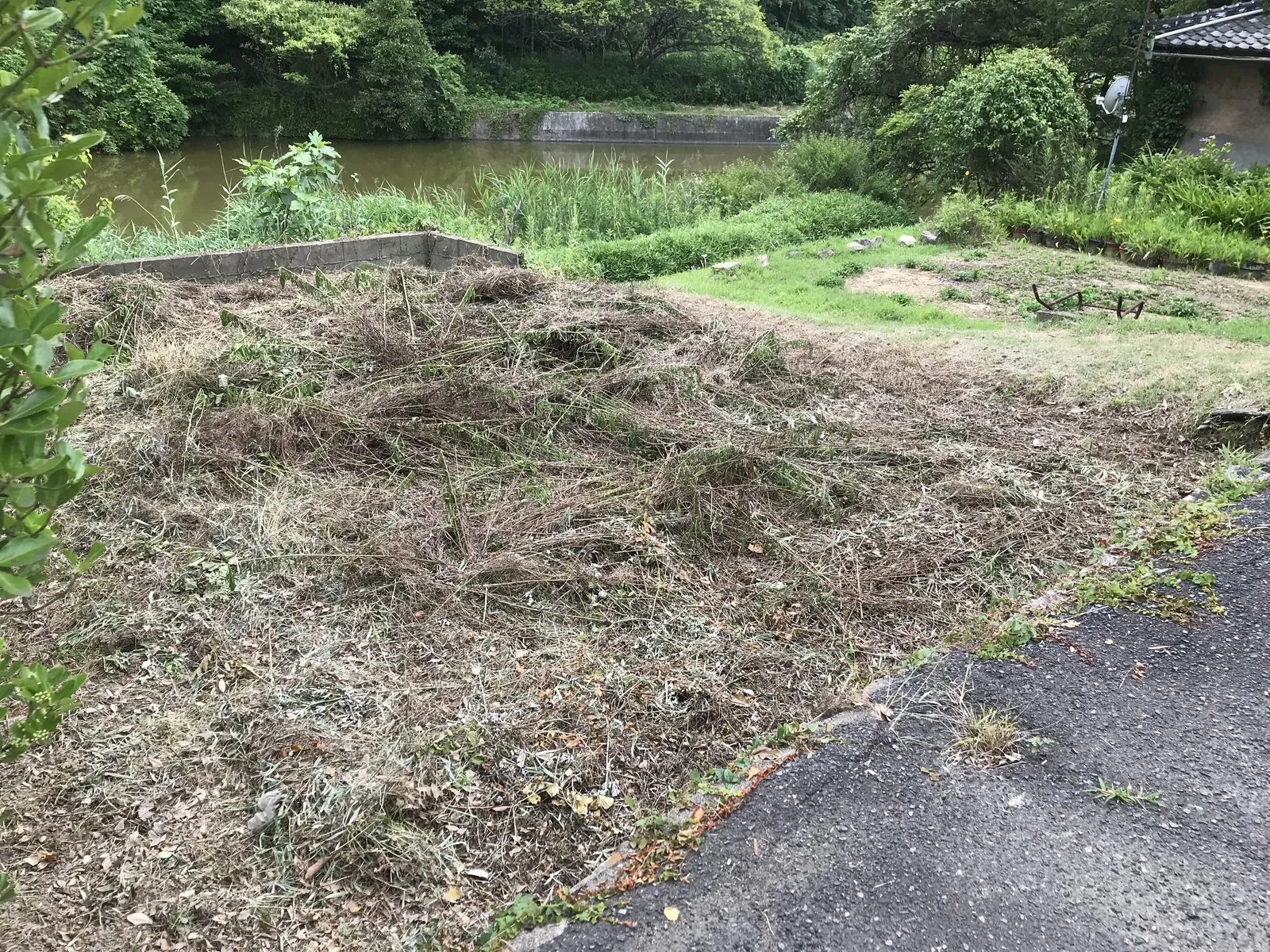 手入れした空き地(水路沿い)